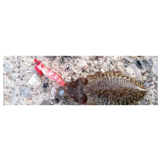 DTD REAL FISH EGI TIP RUN 3.0