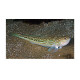 DTD SOFT PAUK 1.5