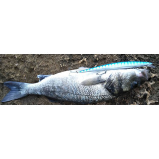 DTD BARRACUDA 175