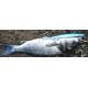DTD BARRACUDA 175